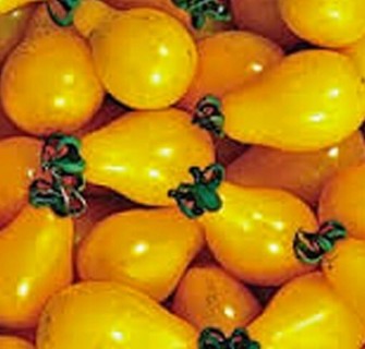 Heirloom Yellow Pear Tomato!