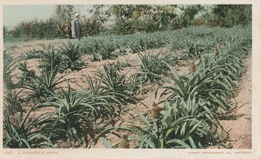 Vintage Unused Postcard: gin: Pineapple Field 