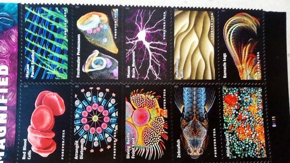 10- FOREVER US POSTAGE STAMPS.... (LIFE MAGNIFIED)