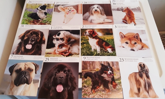 12 Dog Pictures