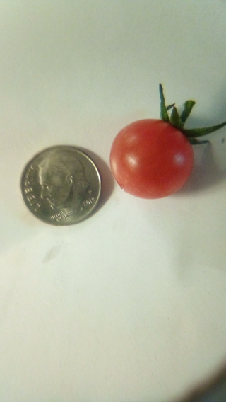 70 + Heirloom Everglades tiny tomato seeds