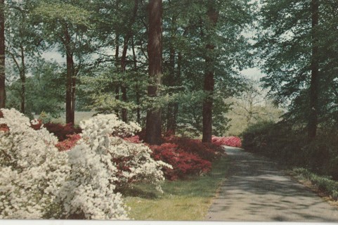 Vintage Unused Postcard: m: Winterthur Gardens, Winterthur, Delaware