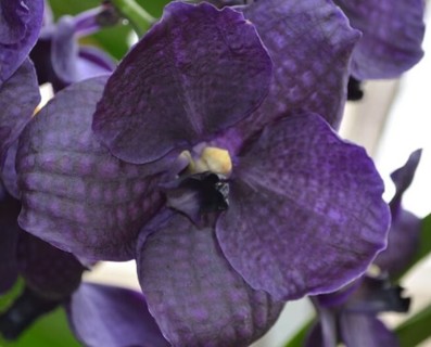 Black Orchid