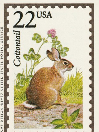 Vintage Wildlife America Collector/Trade Card: Cotton  tail