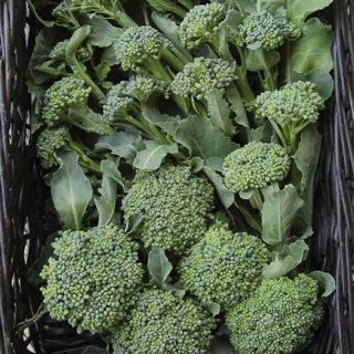 De Cicco Broccoli USDA Organic 