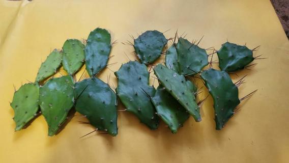 3 Miniature Prickly Pear Cactus Cuttings