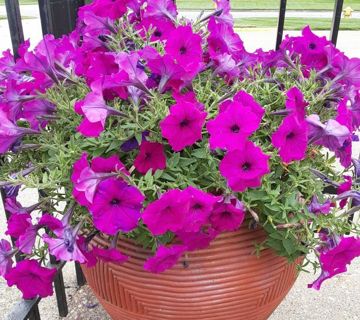 100+ Purple Wave Petunia Seeds