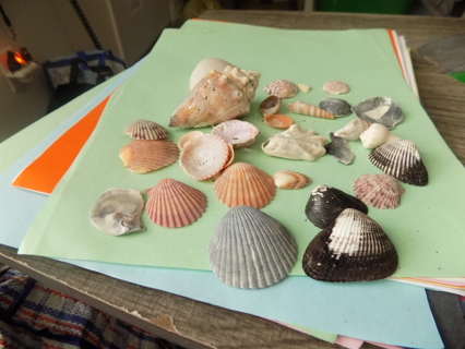 Assorted bag o f sea shells blue one, black white spiral conch, fan, clam