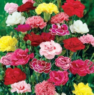 Giant Carnations Mixed Colors!