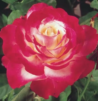 A New Red and Ivory Rose