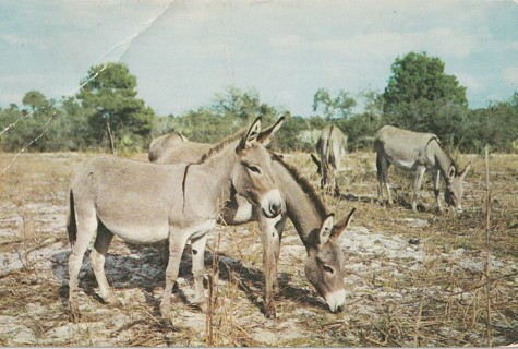 Vintage Unused Postcard: h: Abyssinian Asses of Africa