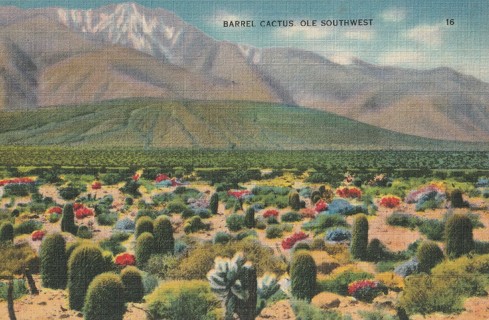 Vintage Unused Postcard: k: Barrel Cactus ole Southwest