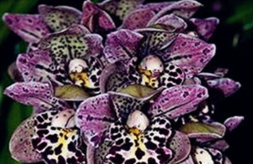 Cymbidium Orchid Leopard