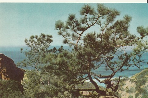 Vintage Unused Postcard: L: Torrey Pine near San Diego, CA