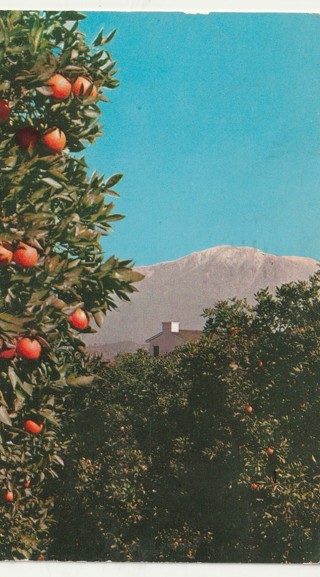 Vintage Used Postcard: B: 1955 Oranges & Old Baldy, CA