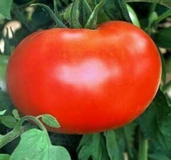 Unusual tomato seed mixture-10 seeds