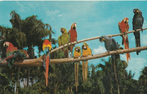 Vintage Unused Postcard: k: McCaws, Sarasota Jungle Gardens, FL