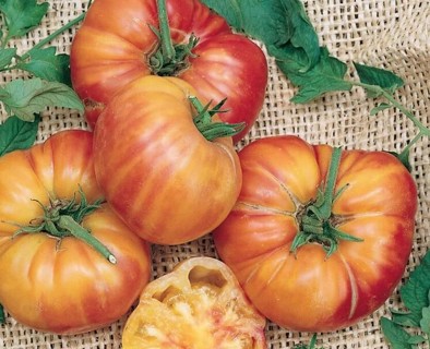 Old German Variety Heirloom and Organic--5 seeds