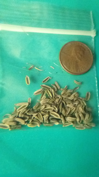 Fresh Harvested, Fennel seeds 100+