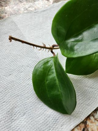 Hoya surigaoensis cutting