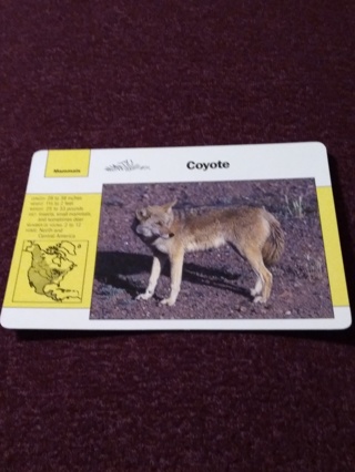 Grolier Story of America Card - Coyote