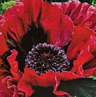 Oriental Red Poppy!