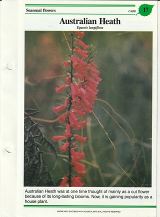 Success with Plants Leaflet: Australian Heath