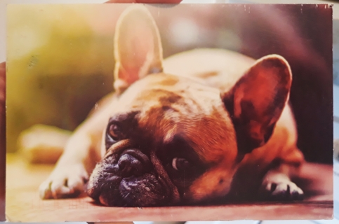 Pug Postcard (USED)