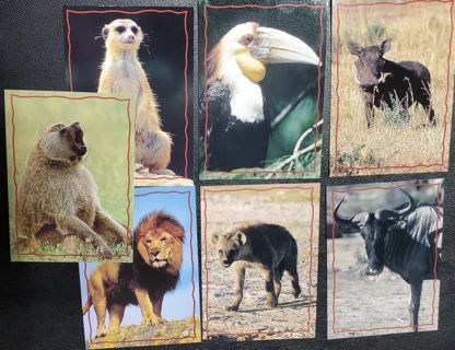 7 Lion King Cards 157-163