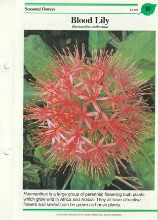 Success with Plants Leaflet: Blood Lily