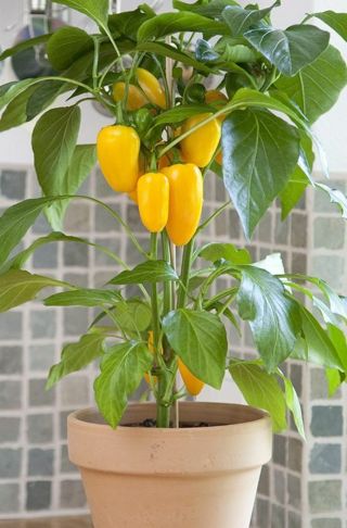 Small Yellow Sweet Pepper Seeds