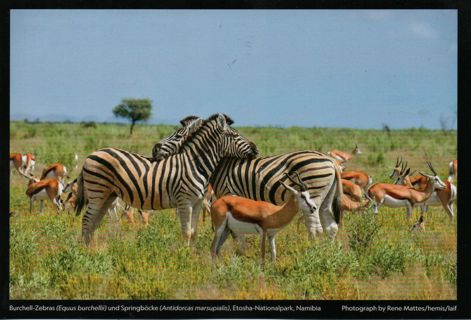 Postcard - National Geograhpic Magic nature - #41 - Namibia