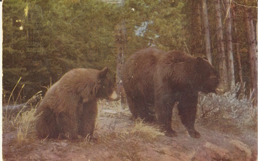 Vintage Used Postcard: d: 1954 Western Brown Bear