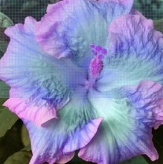 Mighty Colorful Giant Hibiscus--Gauzy