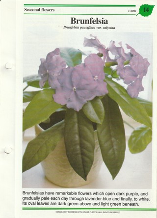 Success with Plants Leaflet: Brunfelsia