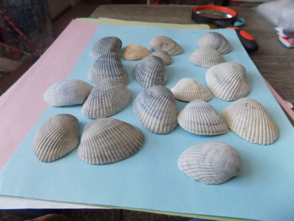 18 fan shaped sea shells for crafts