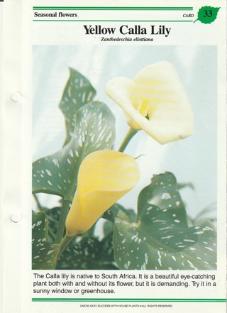 Success with Plants Leaflet: Yellow Calla Lily