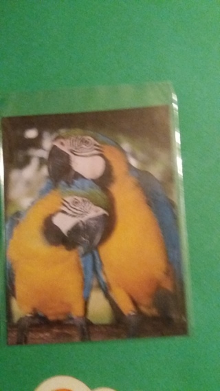 bird magnet free shipping