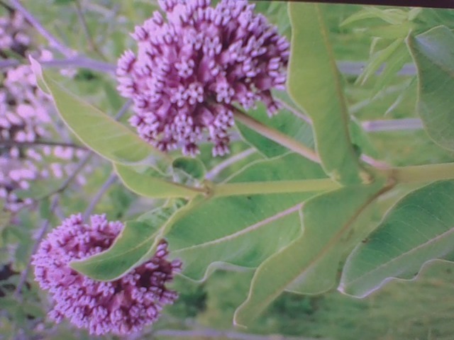Free: SNOWY MILKWEED SEEDS (25)