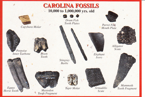 Vintage Postcard Carolina Fossils