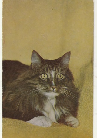 Vintage Unused Postcard: Cat