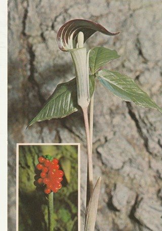 Vintage Unused Postcard: (h): Flowers