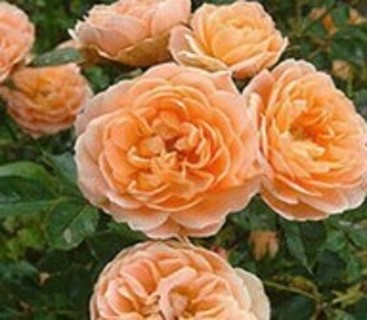 Orange Climbing Roses To Enjoy