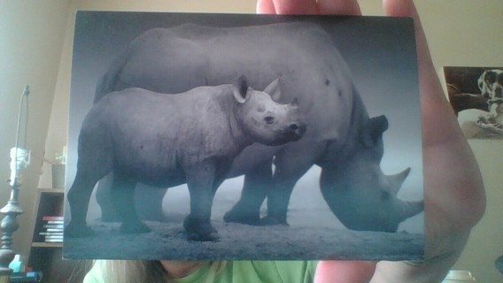 Rhino ( Wild At Heart ) Postcard