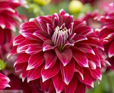 Red Dahlia with White Tips