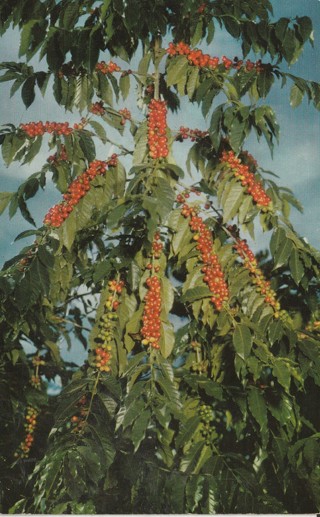 Vintage Used Postcard: (c1): Kona Coffee, Hawauu