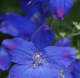 Blue Butterfly Delphinium
