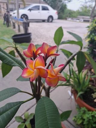 Plumeria seedling plant 3 to 7 in rooted all work done for you