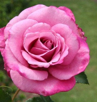 Another Pretty Rose