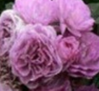 Purple Climbing Roses To Enjoy